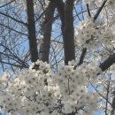 광교더샵(031-221-9977)공인 | 초대장~!! 광교호수공원 벚꽃 잔치에 초대합니다