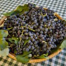 AG하우스 민박 | [이탈리아/토스카나] 토스카나 렌트여행 -3편 사트루니아 온천, 몬탈치노, 아그리투리스모(Vitabella...