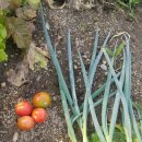 소녀농장 이미지