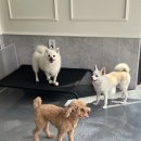 놀러오개 애견유치원 애견호텔 안양점 네이버블로그