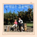 하영농장 | 제주 서귀포 먹으면서 귤따기 체험 아이랑 분류작업 하영담아 감귤 체험농장