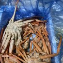 성이수산 | 산지직송 "성이수산" 제철 홍게 택배후기 (내돈내산) 수율최고!