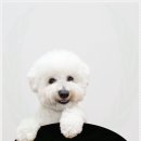 더펫 강아지분양 고양이분양 일산본점 이미지