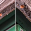 통도사 대웅전 및 금강계단 | 봄맞이 여행 (3) 통도사에 핀 홍매화와 우담바라