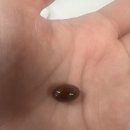 재파비 | 영라뉴 장영란 파비플로라 다이어트 2주차 솔직후기 (파비플로라 부작용, 파비플로라 내돈 내산)