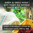 과테말라 엘 인헤르또 파카마라 워시드 커피원두 추천, 파카마라의 정점이라 불리는 이유 이미지