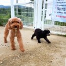 보라애견 이미지