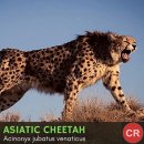 truely rare Asiatic cheetah 이미지