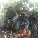 사철슈퍼 이미지