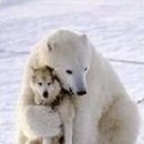 안아줄개 이미지