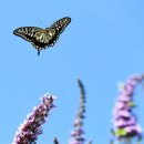 꿈꾸는 나비 이미지