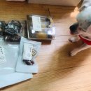 올바르개 이미지