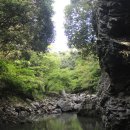 제주 안덕계곡 상록수림 이미지