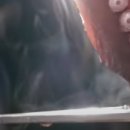 삼척골뱅이 이미지