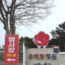 레몬비광주신안점 | 신안 임자도 홍매화축제 매화 개화 현황 공유(3월 15일 방문)