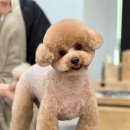 키스더도그/아르테미스 이미지