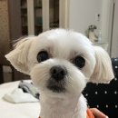 로카드 이미지