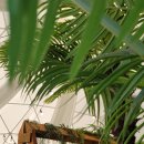 임금봉길 이미지