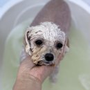 포그나개 이미지