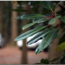 회천동 석상 이미지