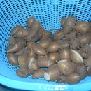 2년만에 첫 수확한 아피오스(인디안 감자) 이미지