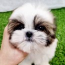 아이러브독 강아지분양 부천점 | 부천 신중동강아지분양, 우리 집에 행복을 더할 특별한 만남