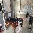홀스메이트 | 서울 근교 승마장, 화성 유소년 승마 홀스메이트 후기