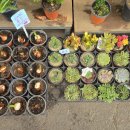 제주시민속오일시장 | 튀김 사러 갔다가 꽃에 홀렸습니다 | 제주시민속오일시장 후기