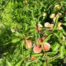 주원(2)농장 이미지