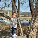 주읍리산수유꽃마을 이미지