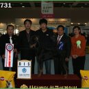 올리브 애견 이미지