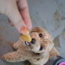 멍크닉 네이버블로그