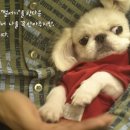깨롱이 Daum카페
