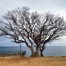 융창펜션 | [여행_영덕/울진] 영덕 융창수산펜션 융창횟집, 카페 그리가다, 울진 등기산공원