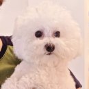 웰리스 동물병원 이미지