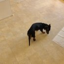 퍼피엔젤스 이미지