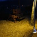 청우대한우 이미지