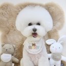 김채안퍼피살롱 이미지