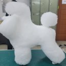 애견미용학원, 3급자격시험, 국비졸업, 강북베스트애견미용학원