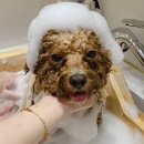 카멜리몽 이미지