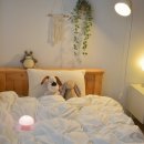 대한명인세탁소 | 슈퍼싱글 차렵이불세트 포렌 에코플루피 포근한 호텔침구 후기