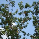 GS25세명사거리 이미지