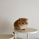 샤인모어 | [샤인모어캐터리 분양후기] 빵톨이💛