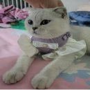 몰리 쇼핑하우