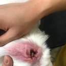 계룡애견 이미지