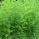 민간약초 생활한방 이미지