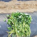 태영농장 이미지