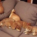 카시