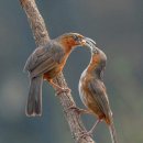 Rusty cheeked Scimitar Babbler 이미지