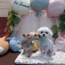예쁘개&사랑스럽개 이미지